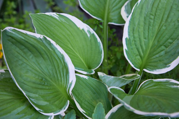 istock Hosta Patriot plant in the garden. 1158040546