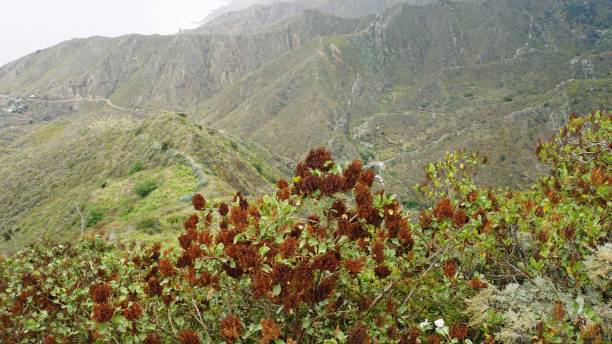 istock scenic landscape on tenerife island 1158041328