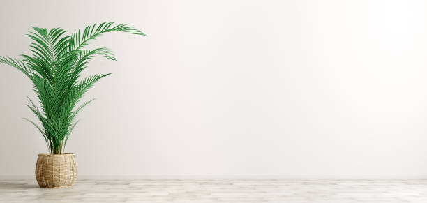 istock Interior background of room with white wall and palm 3d rendering 1158041644