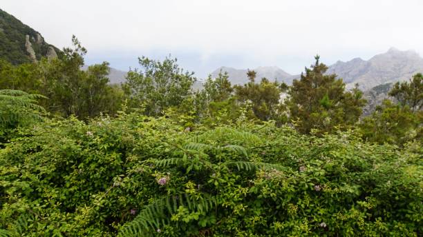 istock scenic landscape on tenerife island 1158041772