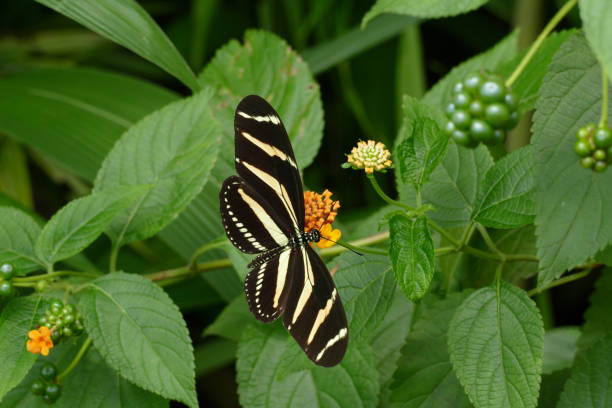 istock nice euphorbia with yellow black butterfly 1158043167