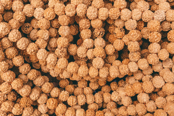 Rudraksha beads and rosary. Hindu sacred attribute for prayers. Rudraksha is used in necklaces and jewelry.