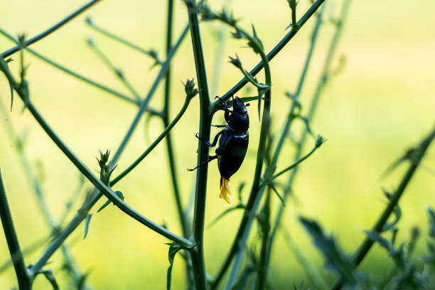 маленький жук, стоящий на ветке в природе - радужный жук олень фотографии стоковые фото и изображения