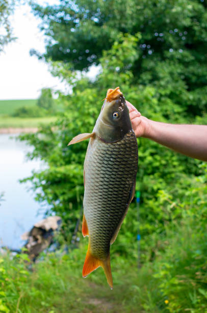 pesce carpa catturato nel lago - fish catch of fish catching dead animal foto e immagini stock