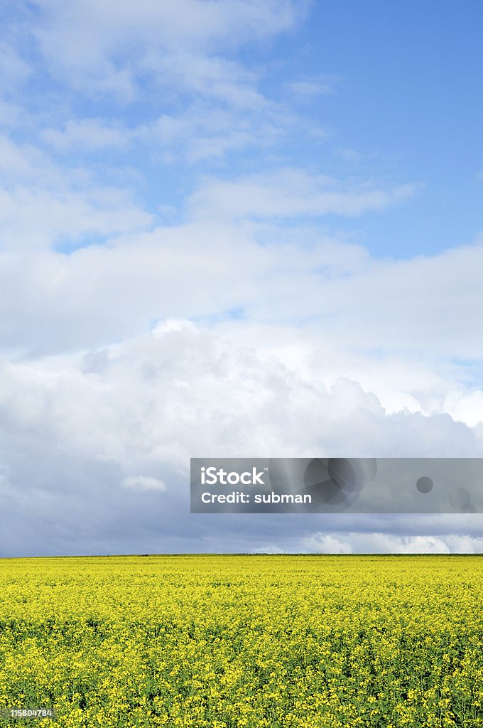 Canola (campo de Estupro - Royalty-free Campo agrícola Foto de stock