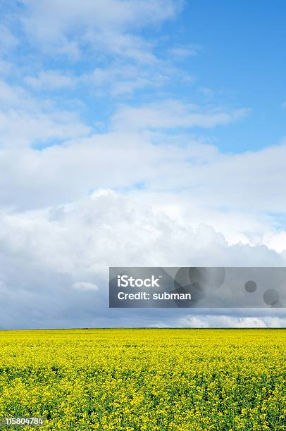 Canola Campo De Estupro - Fotografias de stock e mais imagens de Campo agrícola - Campo agrícola, Canola, Agricultura