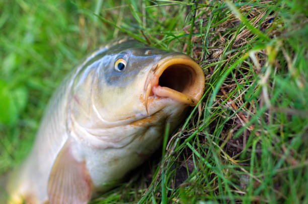 testa di pesce carpa catturato nel lago - fish catch of fish catching dead animal foto e immagini stock