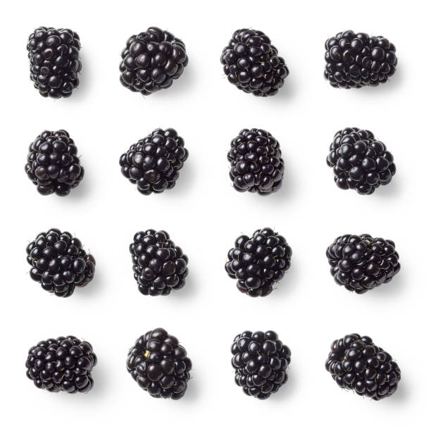 conjunto de varias moras aisladas sobre fondo blanco - blackberry fruit mulberry isolated fotografías e imágenes de stock