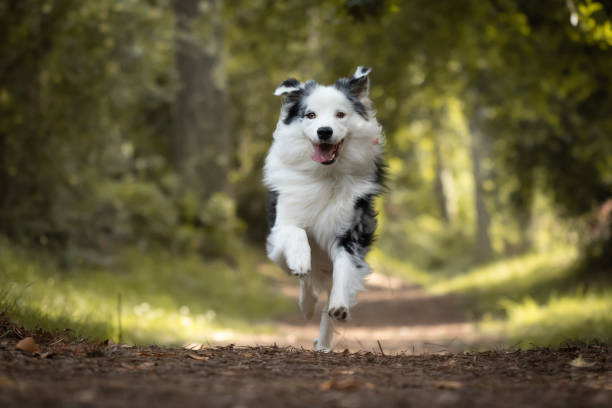 dog training in forest, australian shepherd running, looking at camera dog training in forest, australian shepherd running, looking at camera australian shepherd stock pictures, royalty-free photos & images
