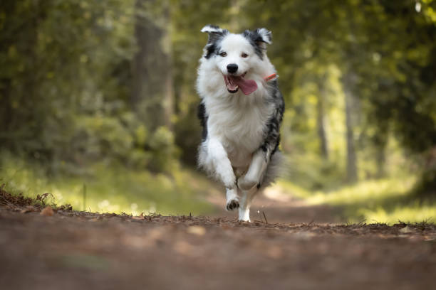 istock dog training in forest, australian shepherd running, looking at camera 1158050391