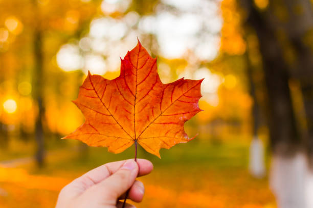istock red maple leaf in hand outdoor 1158050993