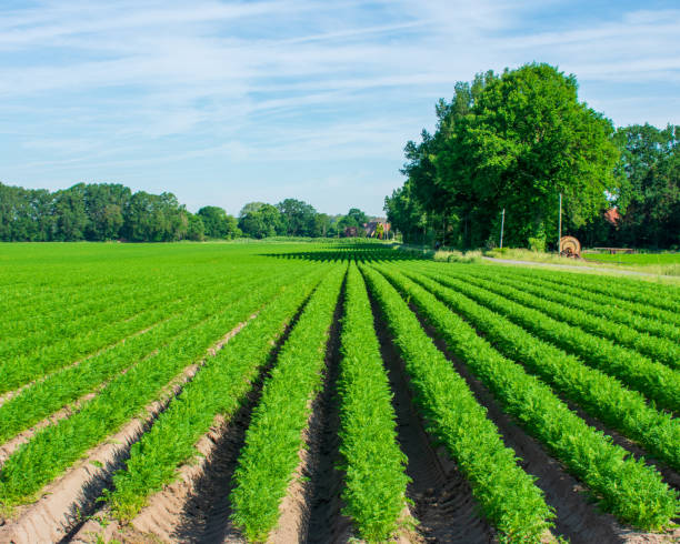 istock Peasantry with juicy carrot field. 1158052365