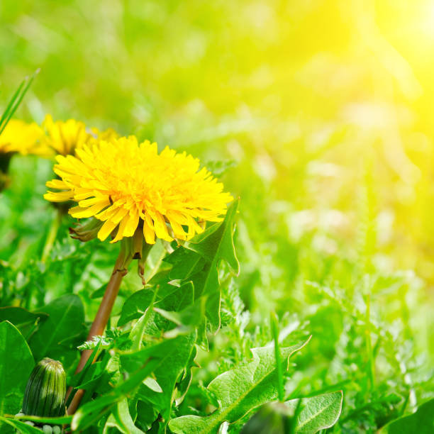 istock Green field with yellow dandelions and sun. 1158052419