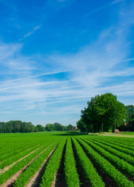 istock Field with juicy carrots in rows. 1158052672