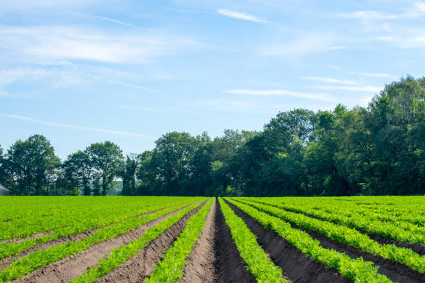 istock juicy carrot field. 1158052673