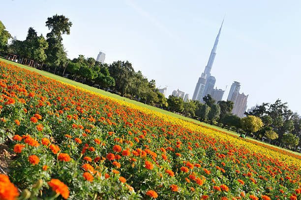 istock garden city dubai 115805326