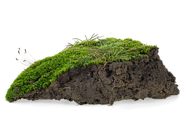 istock Green moss and pile dirt isolated on a white background 1158053683