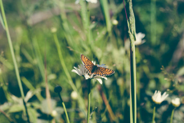 istock A beautiful orange-colored butterfly sits on a daisy flower. Bright sun shines warm rays on a forest clearing. 1158054726