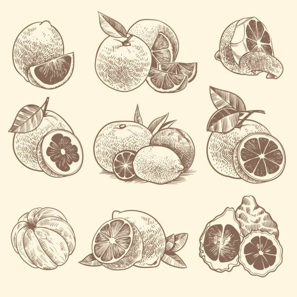 illustrations, cliparts, dessins animés et icônes de esquissez les agrumes. oranges, citrons et pamplemousse, lime. fruits d'agrumes et fleur avec des feuilles. ensemble de vecteur botanique de cru dessiné à la main - lime fruit citrus fruit portion