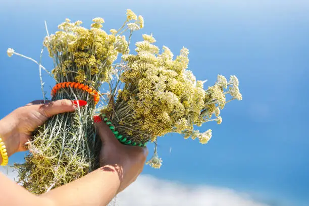 Female hands holding bouquet of Immortelle Hydrosol or  Everlasting(  Helichrysum italicum) yellow blossom plant flower outdoors,close up,  Santorini island, Greece