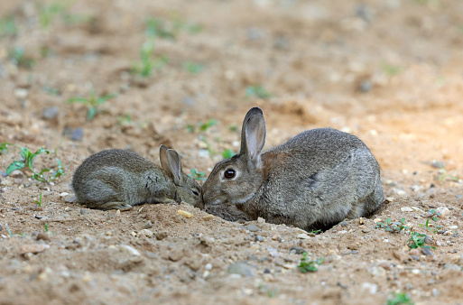 Wild rabbit kit and mom cuddling.