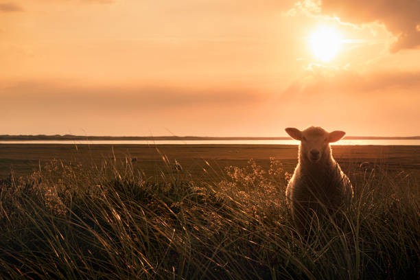 Landscape on the island of Föhr in Germany