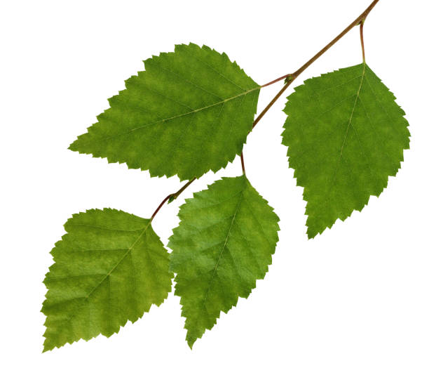 istock Birch branch with leaves isolated on white background. 1158059542