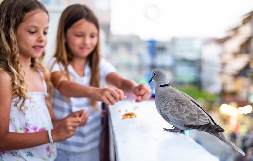 Cute girls enjoying feeding bird on terrace