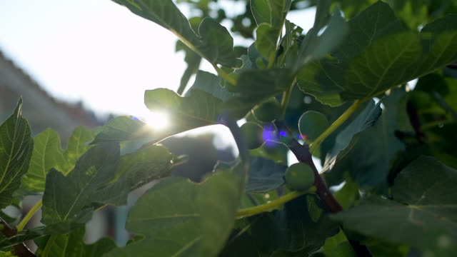 Mediterranean fig tree and reflection of the sun