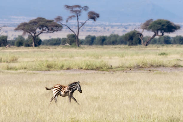 istock Young zebra foal runs through the long grass of Amboseli 1158060661