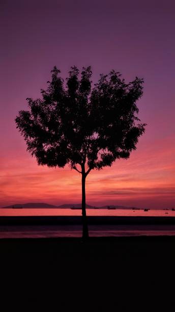 istock alone tree and fantastic sunset in summer 1158061934