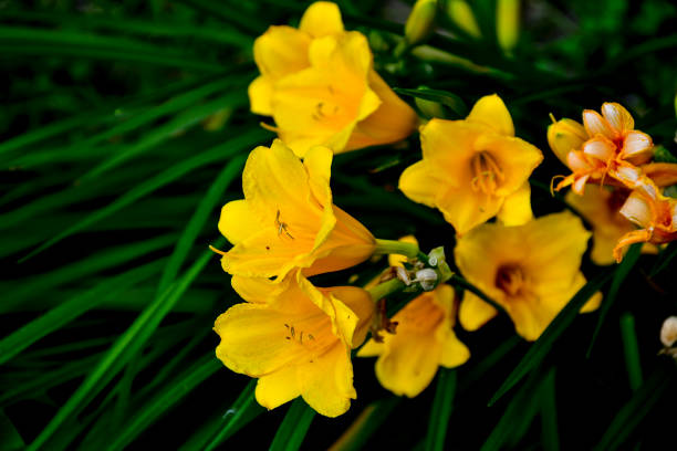 istock Flowers 1158062620
