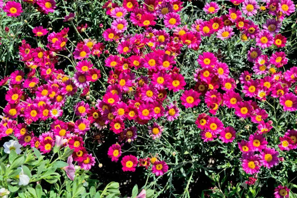In the market of flowers bright red aster awaiting sale.