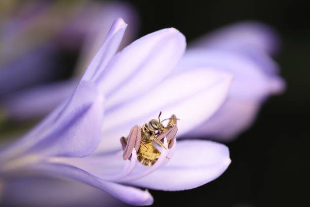 Honey bee on apple blossom