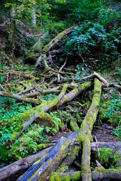 istock Tree Roots in the Forest of Solingen in Germany. 1158064008