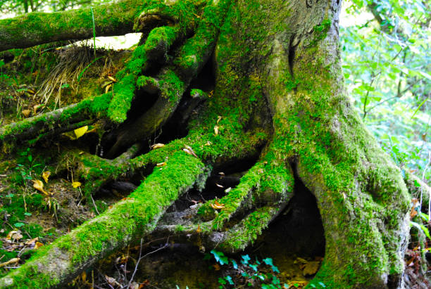 istock Tree Roots in the Forest of Solingen in Germany. 1158064012