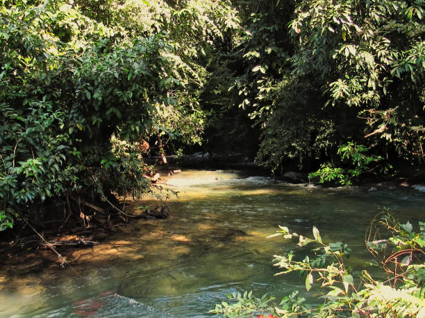 istock small waterfall, hidden among the trees 1158064023