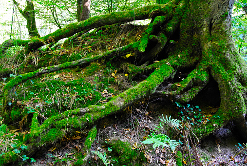 Rotten green roots in the Forest nearby the Müngstener Brücke and Schloss Burg. Both sights are located in Solingen in Germany.