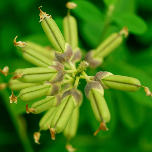 istock beans pod in its own plant 1158064299