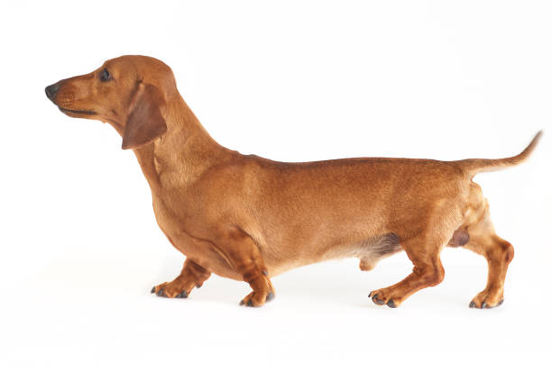 dachshund stock photo