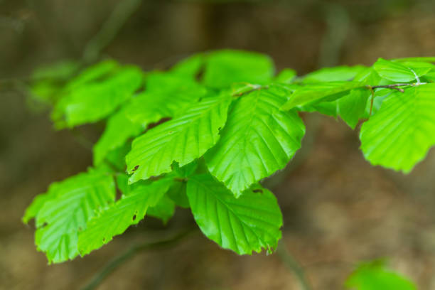 istock green leaves on the forest background, closeup 1158065441
