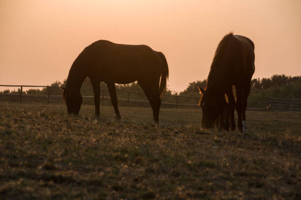 istock Rustic sunset view with grazing horse 1158066498