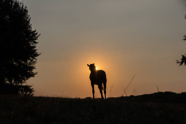 istock Rustic sunset scene with grazing horse 1158066546