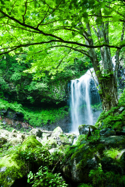 森の滝 - water beauty in nature waterfall nikko ストックフォトと画像