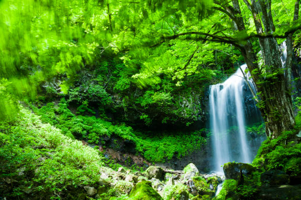 森の滝 - water beauty in nature waterfall nikko ストックフォトと画像