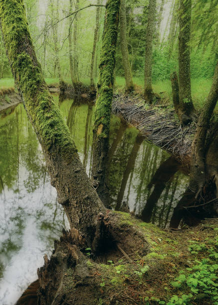 istock tree with moss in the foreground and a stream running through the picture and forest around 1158067869