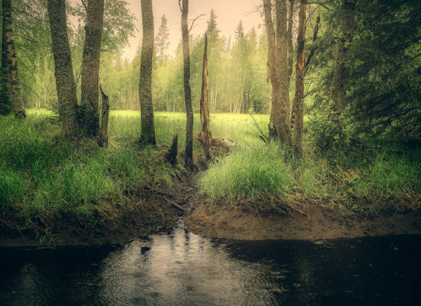 istock green and colorful forest with a river in the foreground 1158067871