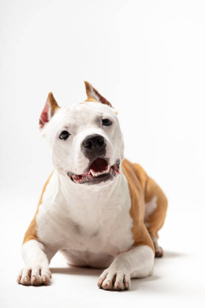 istock Adorable red and white dog downs at white background 1158068238