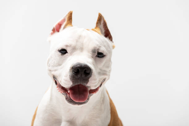 istock Adorable red dog sits at white background 1158068301