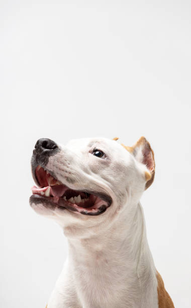 istock Adorable red dog sits at white background 1158068330